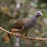 Colombian Chachalaca